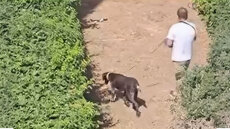 Αναστάτωση στην Πεύκη: Κυνηγόσκυλα εισέβαλαν σε πολυκατοικία και κατασπάραξαν γάτες - Δείτε βίντεο