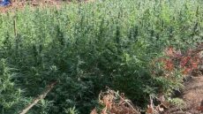 Μεσολόγγι: Εντοπίστηκε φυτεία με 850 δενδρύλλια κάνναβης - Συνελήφθησαν τρία άτομα
