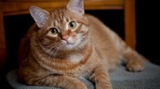 Όσα πρέπει να γνωρίζετε για καθένα από τα 4 στάδια ζωής μιας γάτας