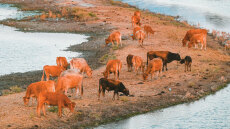 Τα μυστικά αίτια της ακρίβειας - Γιατί το μοσχαράκι ξεπέρασε τα €20  και πώς η ευλογιά θερίζει κοπάδια και... κτηνοτρόφους