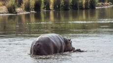 Τραγωδία στην Ακτή Ελεφαντοστού: Ιπποπόταμος αναποδογύρισε βάρκα – 11 αγνοούμενοι, ανάμεσά τους παιδιά και βρέφος
