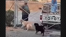 Λήμνος: Εγκατέλειψαν σκύλους πετώντας τους μέσα στο κυνοκομείο - Δείτε βίντεο