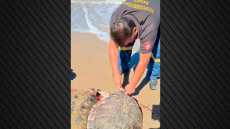 Πυροσβέστες στην Ηλεία διέσωσαν δύο χελώνες caretta caretta που είχαν παγιδευτεί σε δίχτυα ψαράδων, δείτε βίντεο
