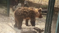 Η Κίρκη, το αρκουδάκι που τραυματίστηκε σε τροχαίο, αναρρώνει και επιστρέφει στο φυσικό της περιβάλλον