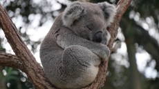Αυστραλία: Εγκρίθηκε το πρώτο εμβόλιο για να σωθούν τα κοάλα από τα χλαμύδια
