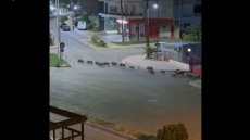 Αγριογούρουνα έκαναν «επέλαση» στην πόλη της Λιβαδειάς - Δείτε βίντεο 