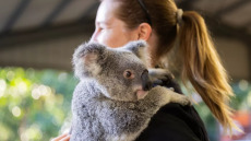 Σε ποια χώρα εγκρίθηκε το πρώτο εμβόλιο για να σωθούν τα κοάλα από τα χλαμύδια