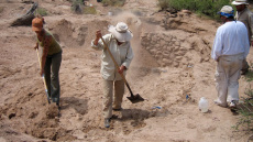 Ανασκαφές στην Καισάρεια έφεραν στην επιφάνεια κρανία ελεφάντων ηλικίας 7,7 εκατομμυρίων ετών