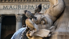 Ο δήμαρχος της Ρώμης απαγόρευσε σε γυναίκα να ταΐζει περιστέρια μετά από καταγγελίες των γειτόνων της