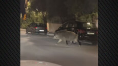 Αγριογούρουνο βόλταρε στο Χαϊδάρι, πώς αντέδρασαν επιβάτες σε αυτοκίνητο που πετάχτηκε μπροστά τους – Δείτε βίντεο