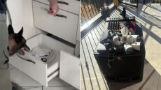 Επιχείρηση της ΕΛ.ΑΣ. σε καταυλισμούς Ρομά στα Λιόσια: Έρευνες για ρευματοκλοπή και έφοδοι με αστυνομικούς σκύλους σε σπίτια, δείτε βίντεο