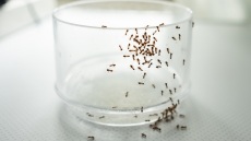 Μυρμήγκια στην κουζίνα: Πώς θα απαλλαγείτε από αυτά
