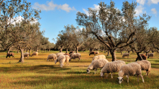 Έρχεται lockdown για τα ελληνικά αιγοπρόβατα αν δεν περιορισθεί το επόμενο δεκαήμερο η ευλογιά
