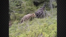 Το βίντεο του νεκρού ορειβάτη στη Δράμα: Η εμφάνιση και η επίθεση της αρκούδας πριν πέσει από τη χαράδρα