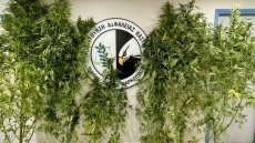 Καστοριά: Ο αστυνομικός σκύλος «Ορφέας» ξεσκέπασε 54χρονο διακινητή κάνναβης - Εντοπίστηκαν 7 δενδρύλλια σε αγρόκτημά του