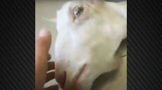 Φρίκη στην Ηλεία: Πέταξαν κοντά στο φράγμα του Αλφειού ζωντανή κατσίκα που είχε ακρωτηριαστεί λόγω παστουρώματος