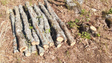 Χειροπέδες σε 65χρονο για παράνομη υλοτομία στη Θεσσαλονίκη - Έκοβε δέντρα στο δάσος της Αρέθουσας