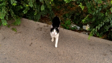 73χρονος στην Πέλλα κακοποίησε γάτα μέχρι θανάτου 