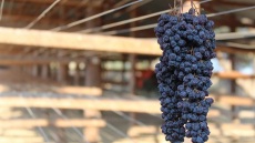 Κορινθιακή Σταφίδα: Ξαναβάζουμε στο τραπέζι μας το ελληνικό superfood - Πού θα τη βρείτε