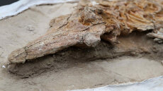 Ανακαλύφθηκε απολίθωμα δελφινιού ηλικίας 12 εκατομμυρίων ετών στο Περού - Δείτε βίντεο