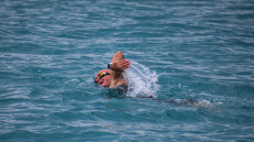 Αθλητής ξεκίνησε κολυμβητικό ταξίδι 100 χλμ. από Ναύπλιο μέχρι Σπέτσες για τη «Φλόγα» - Δείτε φωτογραφίες
