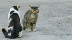 Αγρίνιο: Συνελήφθη άνδρας που πυροβολούσε γάτες με αεροβόλο από το μπαλκόνι του