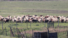 Σέρρες: Ζωονόσοι αφανίζουν το 1/5 των ζώων - Άλλα 10.000 θα οδηγηθούν στη σφαγή λόγω ευλογιάς