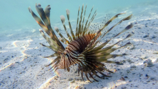 «Καμπανάκι» για τη Μεσόγειο: Νέο μοντέλο προβλέπει την εισβολή τοξικών ψαριών λόγω κλιματικής αλλαγής