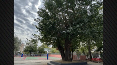 Η ιστορική μουριά της Θεσσαλονίκης που μετρά 250 χρόνια - Από τον τενεκεδομαχαλά της Ξηροκρήνης στην αυλή των Δημόσιων Ωνάσειων Σχολείων