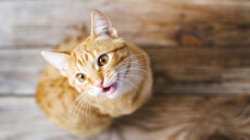 Αυτοί είναι οι λόγοι που ορισμένες γάτες είναι πιο ”ομιλητικές” από άλλες