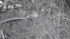 Δείτε βίντεο: Το σπάνιο είδος θηλαστικού που εντοπίστηκε στους πρόποδες του Ταϋγέτου