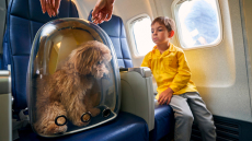 Στην Ιταλία, σήμερα η πρώτη πτήση με μεγάλους σκύλους στην καμπίνα σε θέση επιβάτη
