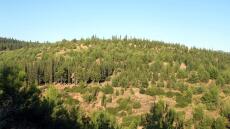 Ελεύθερος ο 51χρονος που έσφαξε αρνί στο Σέιχ Σου για να τιμήσει ένα έθιμο
