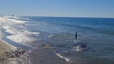 Ηράκλειο: Νεκρή φάλαινα ξεβράστηκε σε παραλία στον Κερατόκαμπο