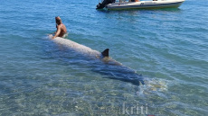Κρήτη: Ανησυχία για τις φάλαινες - Εντοπίστηκαν τρεις νεκρές και μία ζωντανή σε νότιες ακτές