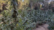 Συνελήφθη άνδρας που καλλιεργούσε κάνναβη σε δασική περιοχή στη Φθιώτιδα 