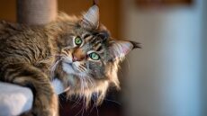 Τι πρέπει να γνωρίζουμε ώστε να καταλάβουμε την ηλικία μιας γάτας