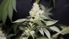 Μία σύλληψη για καλλιέργεια δενδρυλλίων κάνναβης στην Κατερίνη