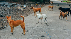 Πήλιο: Αδέσποτα σκυλιά εισέβαλαν σε αγρόκτημα στα Άνω Λεχώνια και κατασπάραξαν 50 κότες
