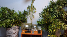 Συνελήφθησαν δύο άτομα στη Χαλκίδα για κατοχή και καλλιέργεια ναρκωτικά
