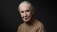 Πέθανε η Τζέιν Γκούντολ, η επιστήμονας που μελέτησε τους χιμπατζήδες και έδειξε πόσο μας μοιάζουν
