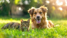 Παγκόσμια Ημέρα των Ζώων: Δίνουμε στα αγαπημένα μας κατοικίδια τη φροντίδα που τους αξίζει