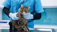 Δείτε πώς μπορείτε να μειώσετε τον κίνδυνο εμφάνισης καρκίνου στη γάτα σας