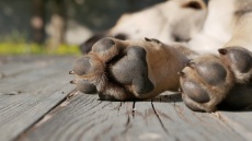 Κακοποιούσε σκύλο στη μέση του δρόμου στον Βόλο: Νεαρές τον κατήγγειλαν και τον κυνήγησαν για να μη φύγει