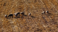 Ο ΕΛΓΑ ζητά πίσω μέρος των αποζημιώσεων από την κακοκαιρία Daniel