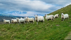 Ανοιχτό το θέμα του lockdown για τα αιγοπρόβατα λόγω της ευλογιάς – Σύσκεψη τη Δευτέρα 