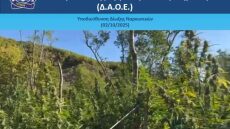 Αλβανοί περνούσαν τα σύνορα στο Πωγώνι και καλλιεργούσαν 1650 δενδρύλλια κάνναβης - Δείτε βίντεο