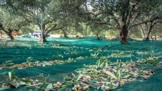 Η κυκλική οικονομία στην ελαιοκομία: Από τη θεωρία στην πράξη