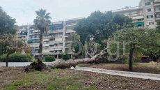Πάτρα: Έπεσε πεύκο 15 μέτρων σε πλατεία - Δείτε φωτογραφίες και βίντεο