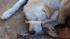 Καμένα Βούρλα: Πυροβόλησαν σκύλο με δεκάδες σκάγια - Τον βρήκαν αιμόφυρτο οι ιδιοκτήτες του 